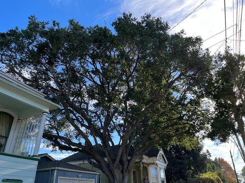 Tree Hanging Over House Sf Bay Area