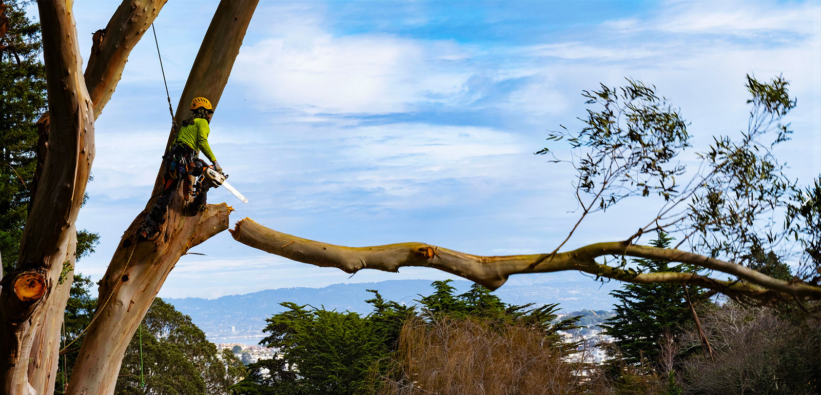 Tree Services in Alexandria, VA - Tree Trimming & Tree Removals