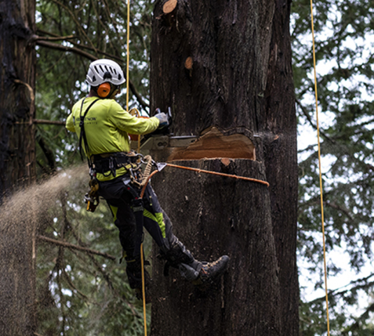 Complete Tree Care