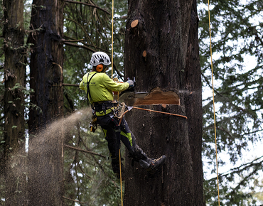 Boca Raton Tree Service