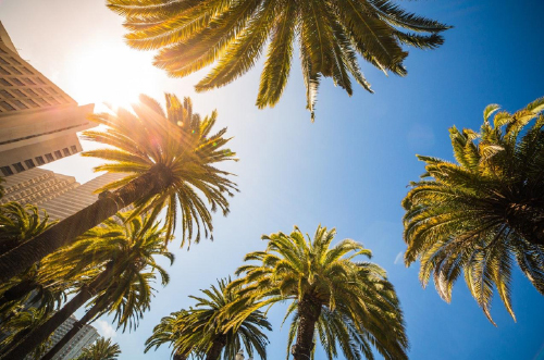 Palm Trees for Commercial Landscapes