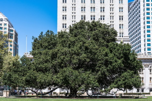 Commercial Landscaping Trees