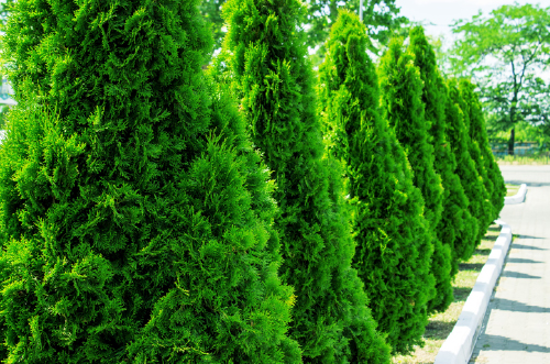 Evergreen Trees