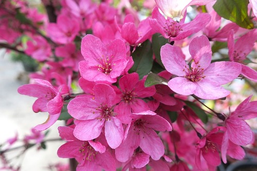 ornamental_crabapple