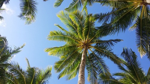 palm_trees