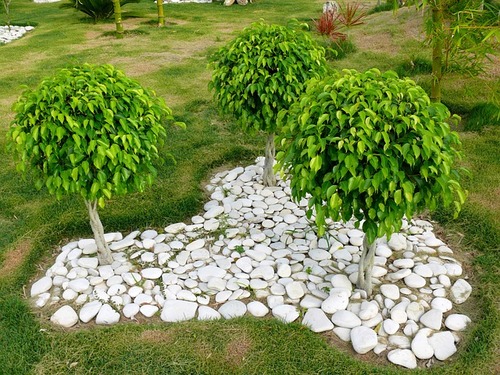 ficus_trees