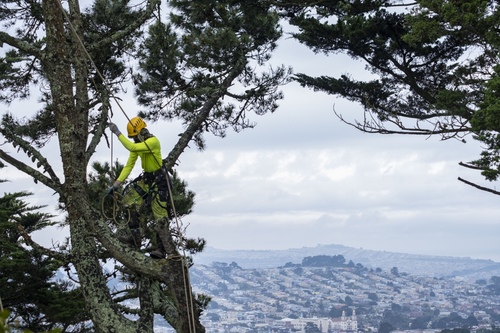 commercial_arborist