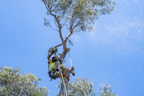 emergency_tree_care