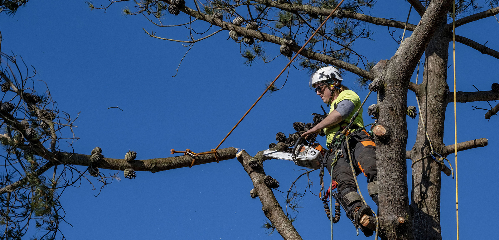 Tree Surgeon