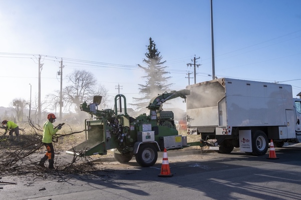 Tree Removal Scarborough