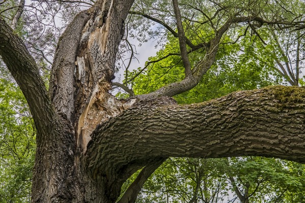 The Basics of Tree Bark - Arborist Now