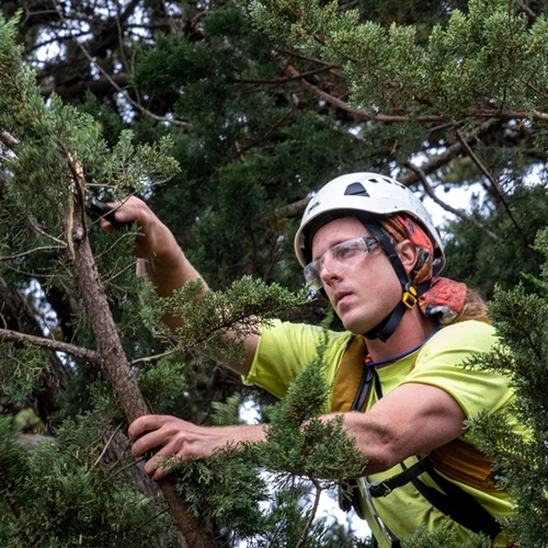 Pruning Cypress (1)