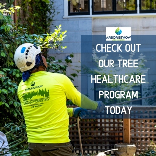 Check Out Our Tree Healthare Program Today (1)