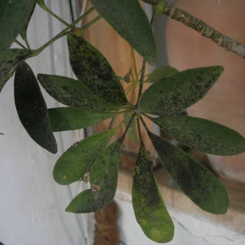 Sooty Mold Schefflera 1