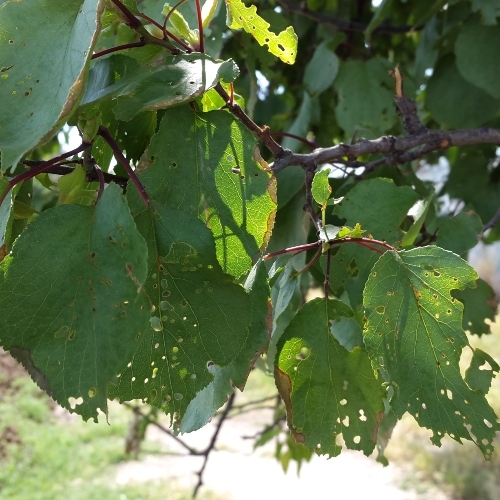 Shot Hole Disease (Uzbekistan) 2 (1)