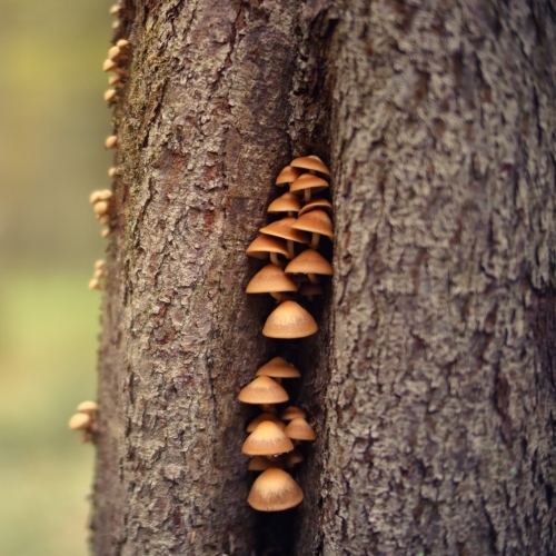 Closeup Photo Of Mushrooms On Tree Trunk 1118870 (1)