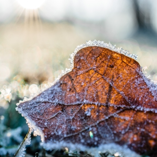 Dried Leaf Cover By Snow At Daytime 845906 (1)