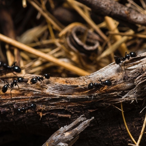 Black Ants On Brown Tree Trunks 674840 (1)
