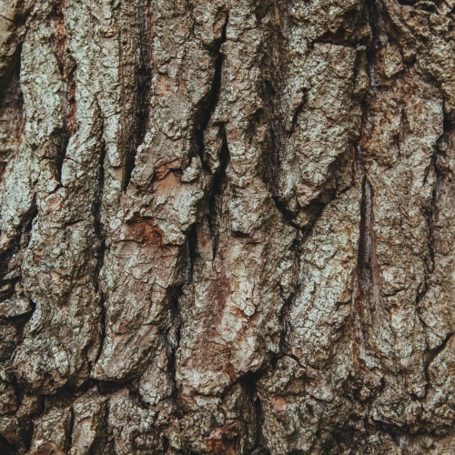 Wood Tree Bark English Oak 1761 (1)