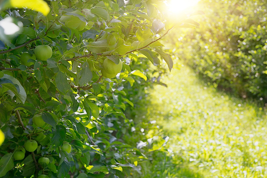 Apple Trees