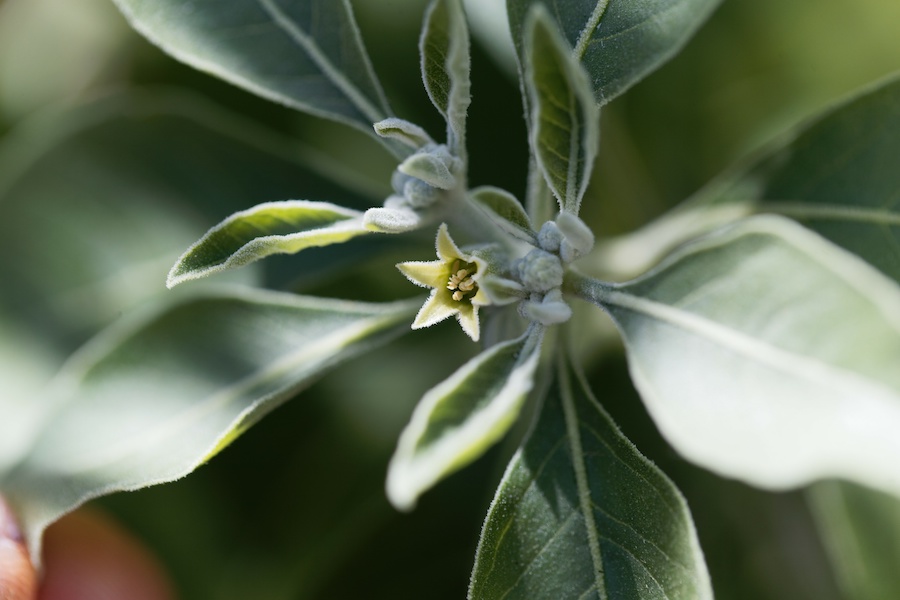 Healthy Plants Tree