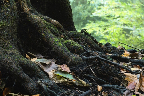 Dry Leaves Moss Roots