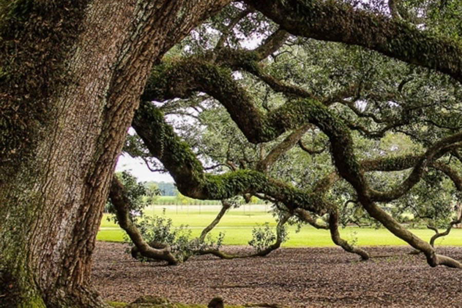 Brown Tree And Green Leaf