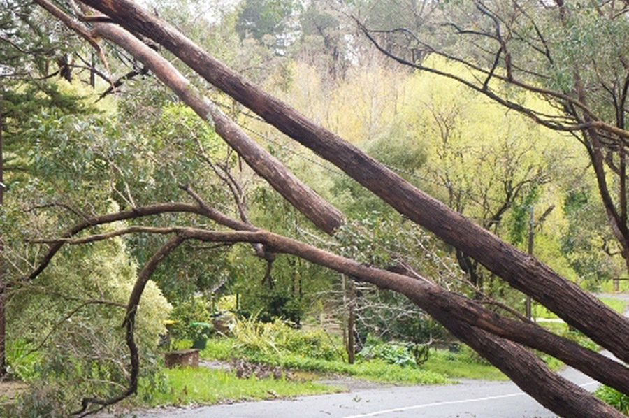 Leaning Tree