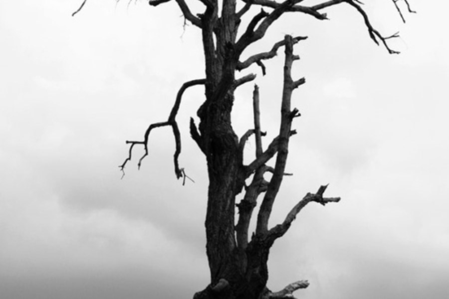 Deadbranches