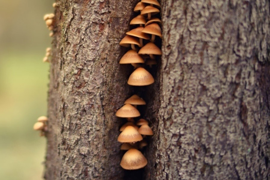 Fungi