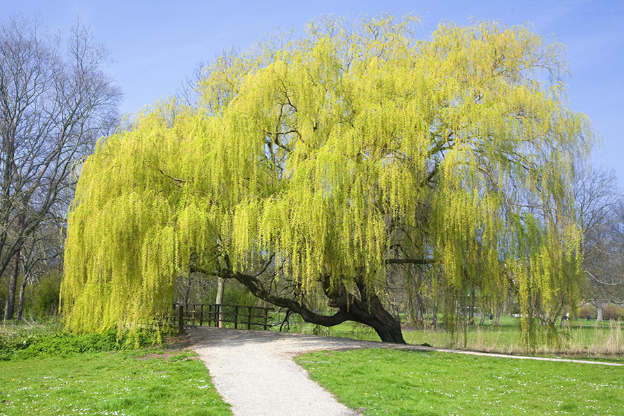 Vivid Weeping Willow