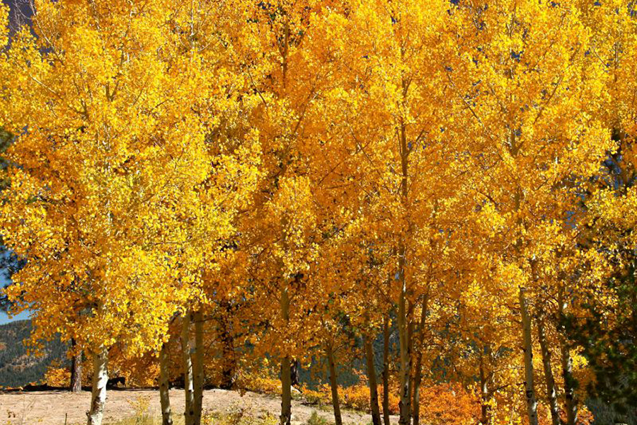 Quaking Aspen