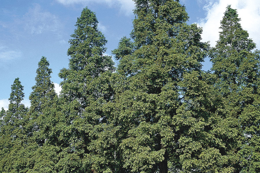 Dawn Redwood