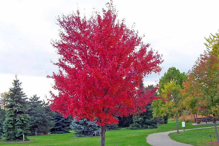 Red Maple  