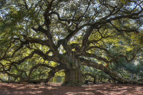 Liveoak