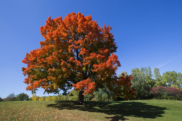 The Basics of Tree Bark - Arborist Now