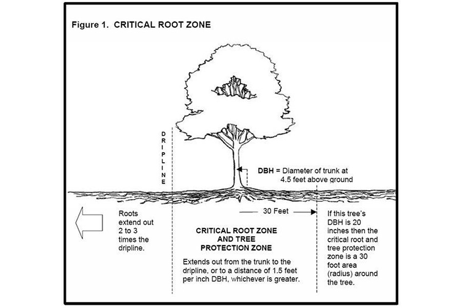 Rootzone