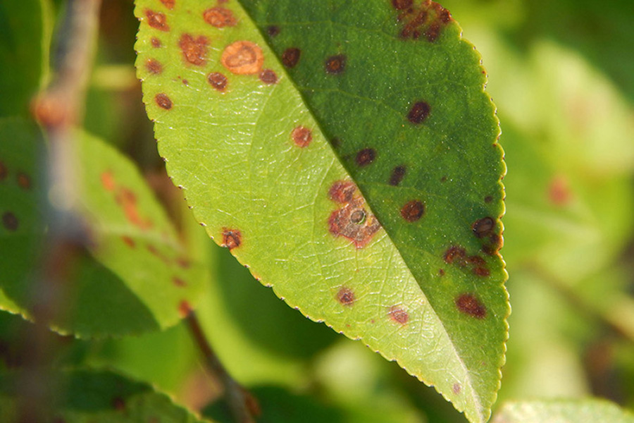 Leaf Spot1