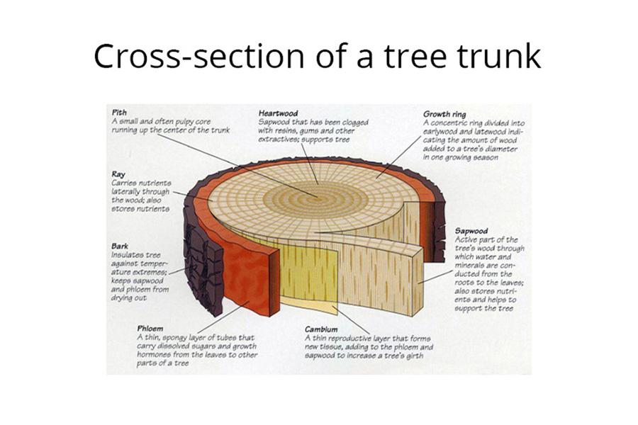 Tree Cross Section