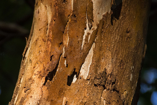 Why Does A Tree Lose Its Bark Arborist Now