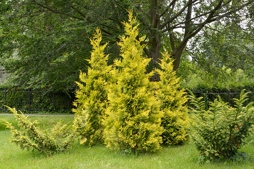 Arborvitae-Evergreen