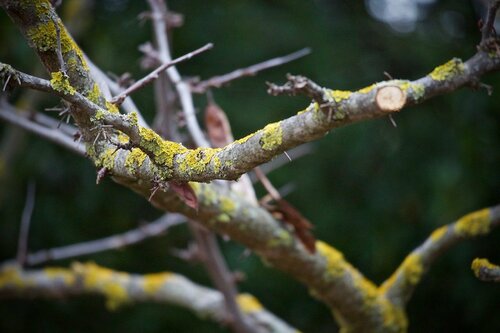 tree health