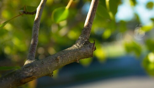 Five Steps for Winter Tree Safety