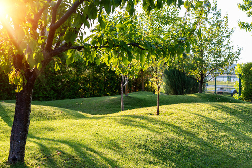 Urban Tree Care