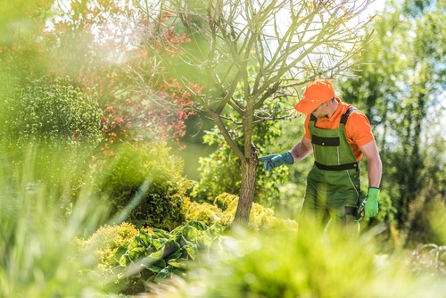 urban-tree-care