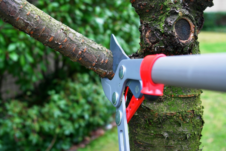 urban tree pruning