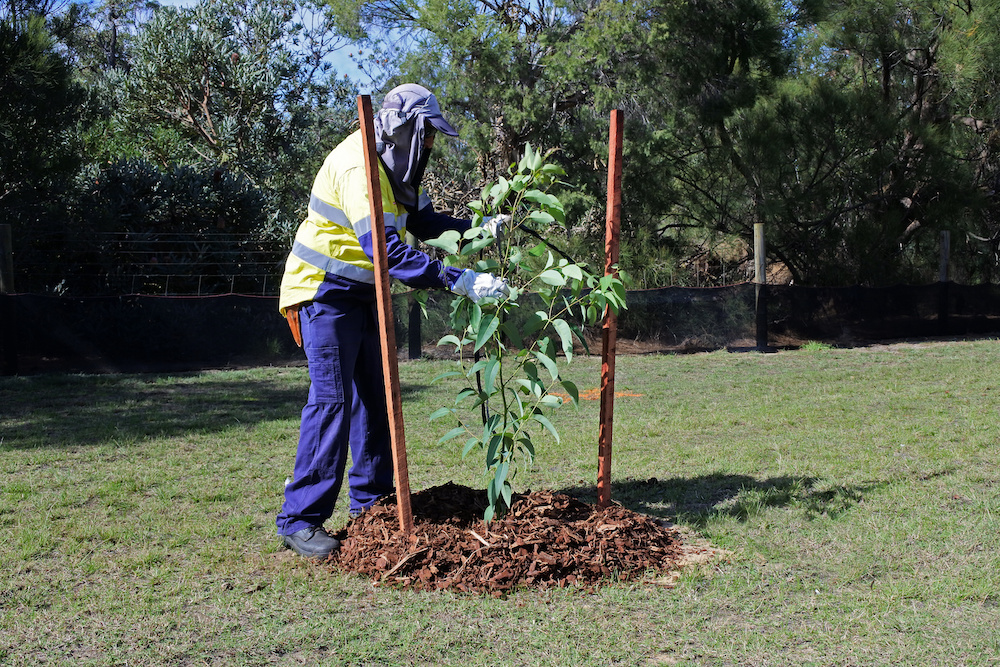 urban_tree_planting