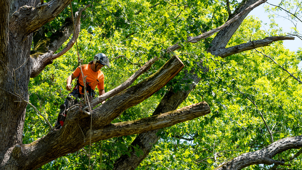 tree removal