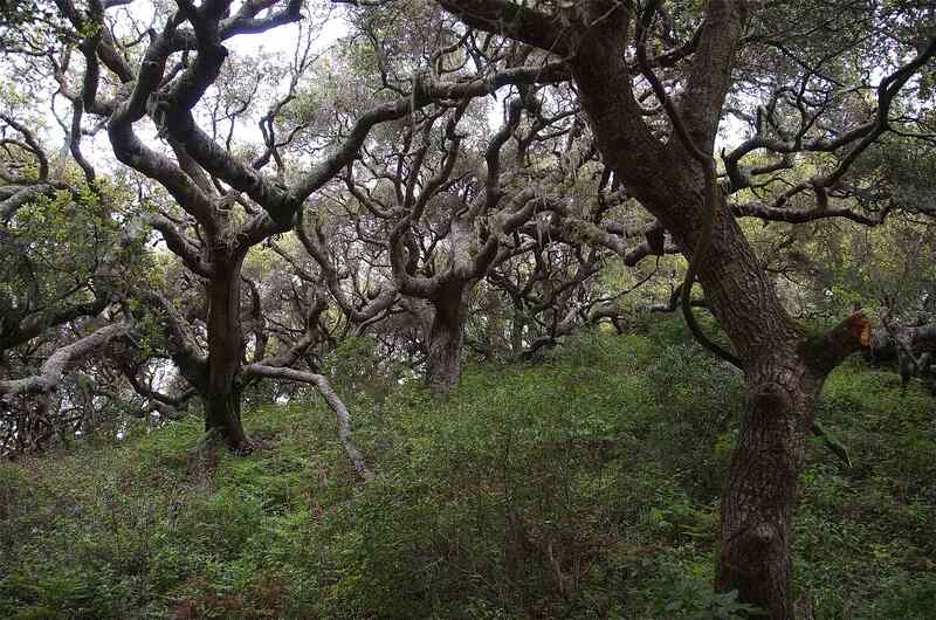 Bay Area trees