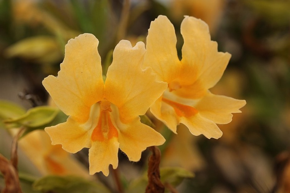 Bay Area flowers